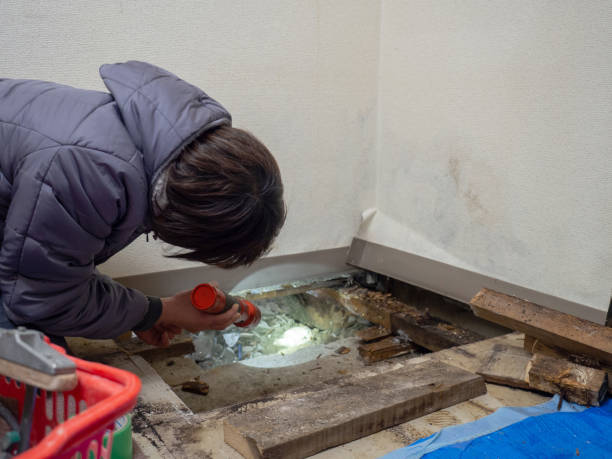 Best Emergency Mold Remediation  in Linden, NJ