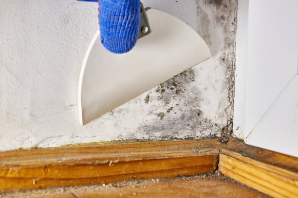 Best Crawl Space Mold Remediation  in Linden, NJ